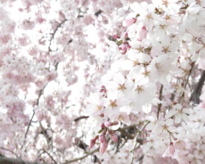 満開の桜