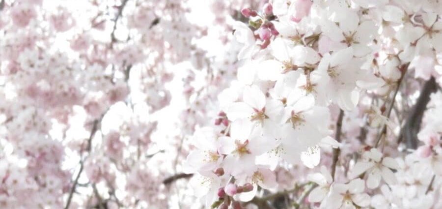 満開の桜